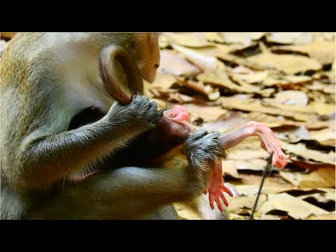 No One Can Stop Anna Teaching Little Ariana With Wrong Idea.