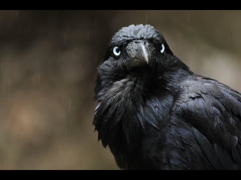 Hörbuch -- Dean Koontz   - Der Rabenmann -- komplett --