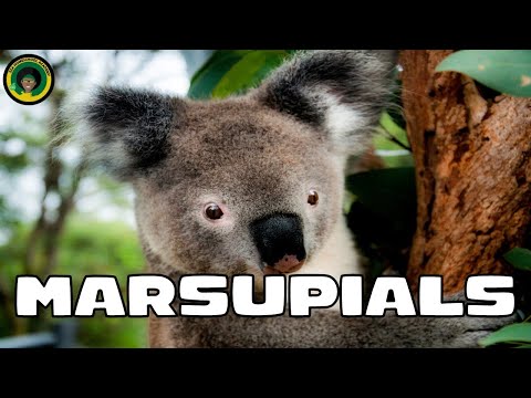 Marsupials || Facts about Marsupials
