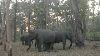 preview picture of video 'Elephants at Nagarhole Tiger Reserve (Kabini)'