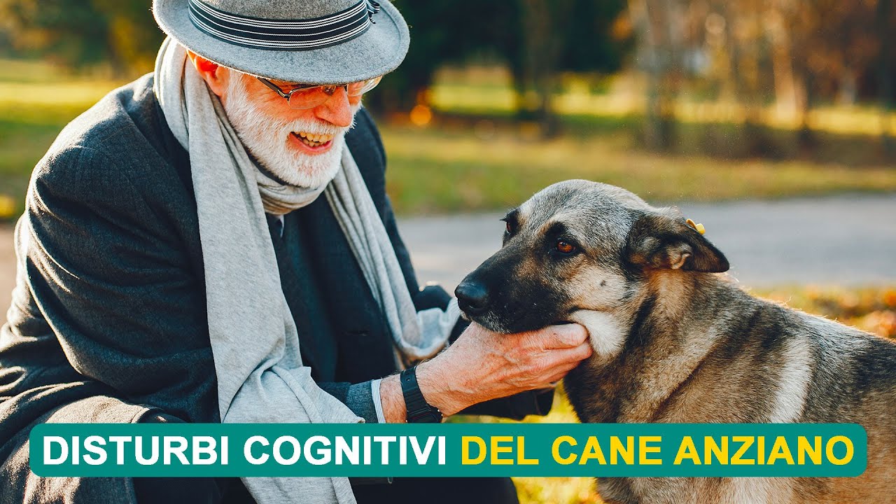 DISTURBI COGNITIVI DEL CANE ANZIANO
