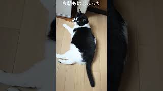 いたずらし放題 #ねこ #ねこのいる生活 #ねこ動画 #保護猫 #かわいい猫