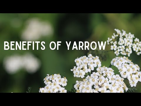 Benefits of Yarrow- Medicinal Uses of Common Yarrow