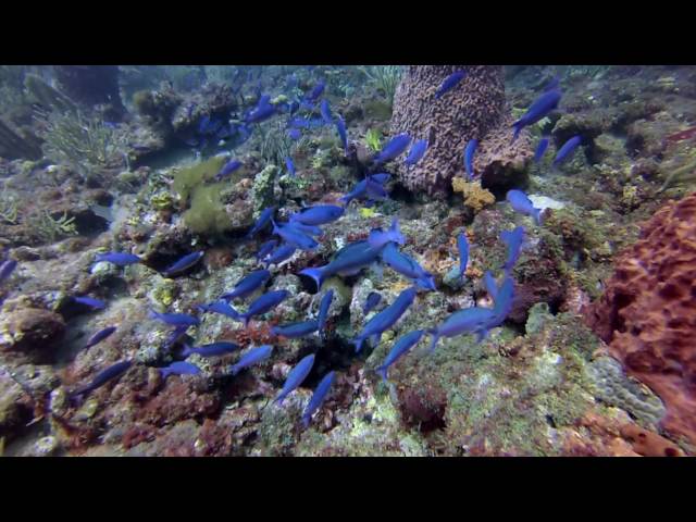 Fort Lauderdale Diving Reef Dive