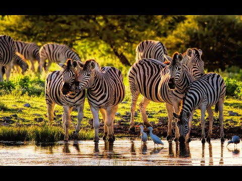 GLOBO REPORTER - AFRICA SELVAGEM  -  2019