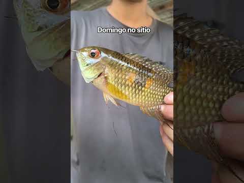Novo Airão-AM #amazonas #fishing