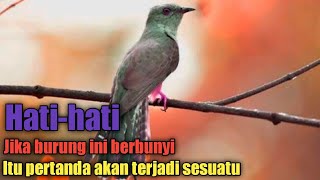 Download lagu 5 myths about the sound of the kedasih bird, no. 3 will give you goosebumps mp3