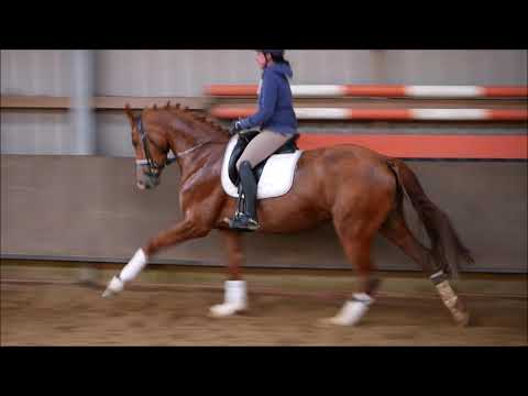 4j Stute v. Sarotti Mocca Sahne x Waikiki x Fabriano