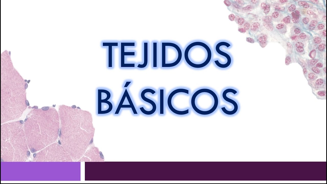 TEJIDOS BÁSICOS: Epitelial, Conjuntivo, Muscular y Nervioso | Clasificación y Funciones