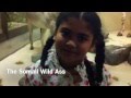The Somali Wild Ass