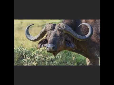 Obade omanyi Amayembe kyeki