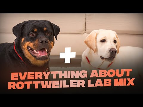 Lab Mix With Rottweiler