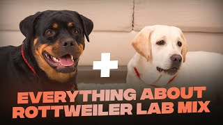 Rottweiler Lab Mix: Everything You Need To KNow About This Mascular Breed