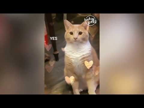 Cute Funny and Smart Cats Compilation   Animals Video 2020