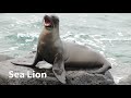 Sea Lion Sounds
