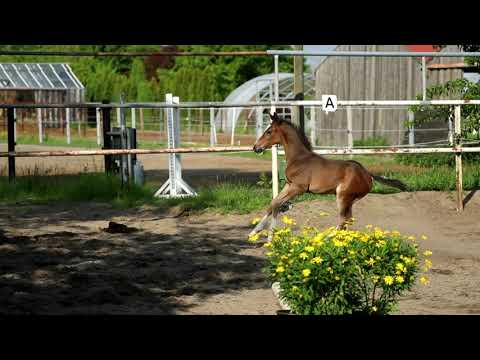 Hengstfohlen von Origi D'O