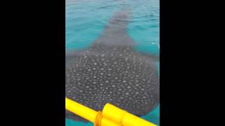 preview picture of video 'Whale sharks in Oslog, Cebu, Philippines'