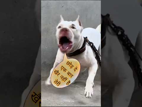 agressive Pitbull #pitbull #viral #shorts #dog #guarddog