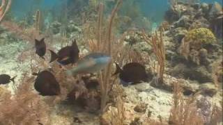 preview picture of video 'Shark Diving in the Caribbean island of Bahamas - One of the Best Caribbean Dive Spots'