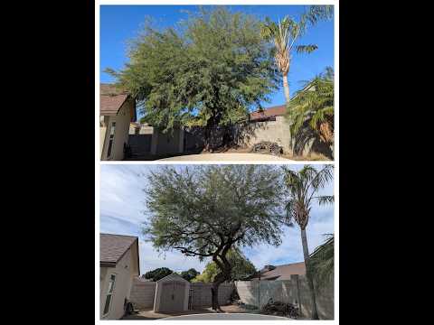 Bynum Tree and Landscape