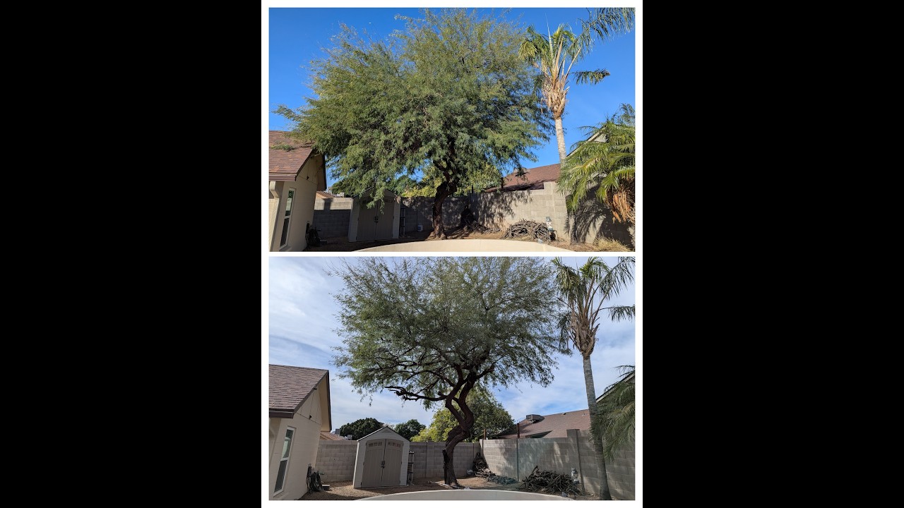 Before and after photo slideshow — tree trimming and property cleanup results by Bynum Tree and Landscape in Mesa, AZ