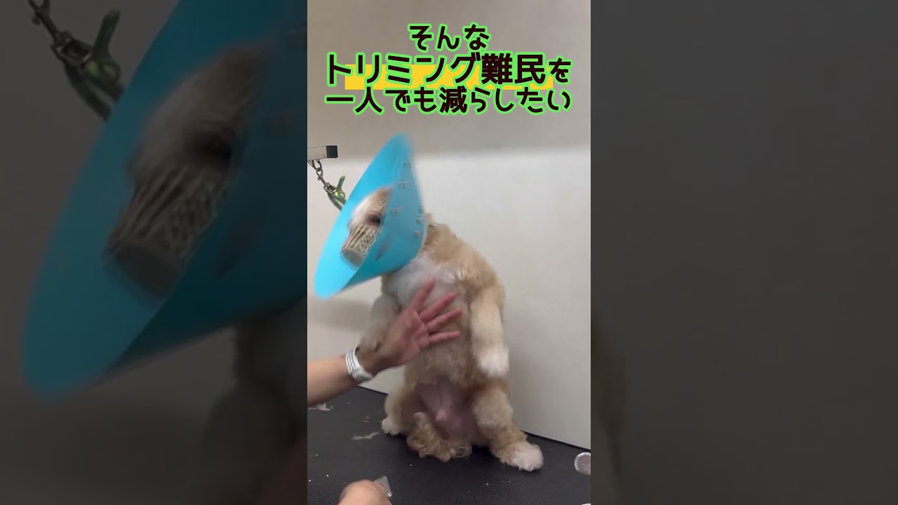 本編で咬むマルプーちゃんのトリミングの全部 を公開しています！よかったら見に来てください♪#トリミング #咬む犬 #マルプー #激おこ