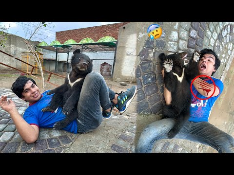 Big Zoo Me Bear Baby Agea 😍 Waleed Pr Attack Kr Dea 😰