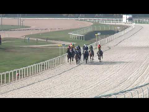 2020.11.08. 02. futam - MAGLÓDI HENDIKEP (V.o.) (szintetikus pálya)