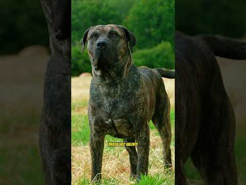 Descubra os Cães de Guarda MAIS Eficientes para Segurança -10 Dos Melhores Cães de Guarda #cachorro