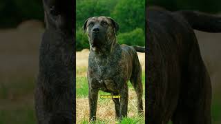 Descubra os Cães de Guarda MAIS Eficientes para Segurança -10 Dos Melhores Cães de Guarda #cachorro