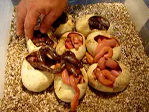 YouTube Video 1STOyZNNtPo