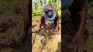 எங்கள் தாத்தா😎 #shorts #shortsfeed #agriculture #farming #agriculture #farmer #villagelife #trending
