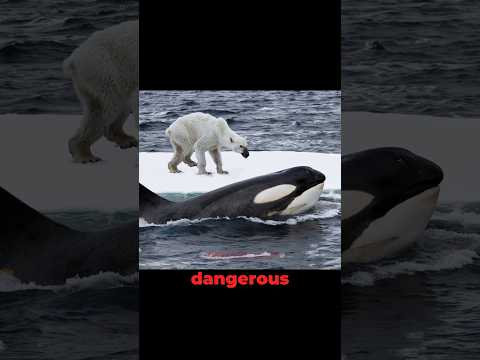 Killer Whale VS Polar Bear in The Ocean!