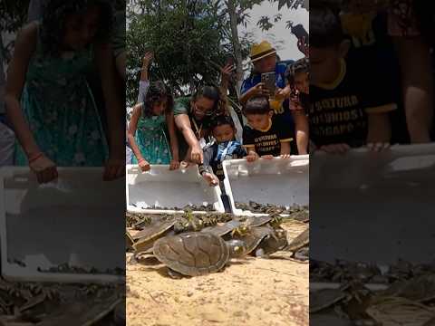 Video Thumbnail: Thousands of baby turtles released in Amazonian region | AFP #shorts