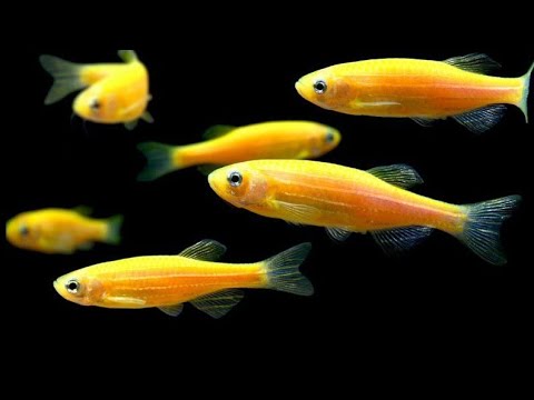 Yellow Danio fish😍