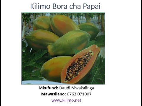 , title : 'Kilimo cha Papai'