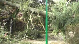 albero-sradicato-ad-ariano-irpino