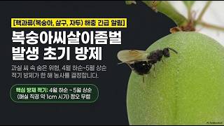 [농사정보] 과수(복숭아, 살구, 자두)_복숭아씨살이좀벌 방제, 4월 하순~5월 상순 이때가 방제 적기