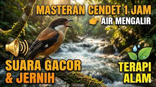 Download lagu MASTERAN CENDET / PENTET 1 JAM 🔊 Suara Air Mengalir Alami | Bikin Cepat Gacor mp3