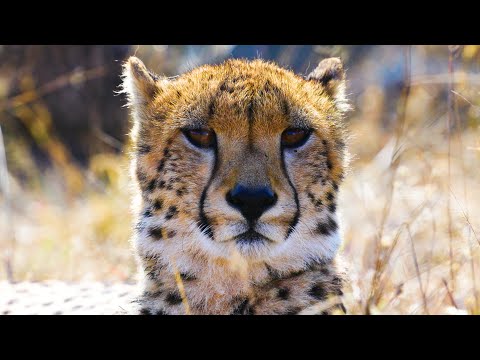 Saying Goodbye To The Miracle 8 | The Lion Whisperer