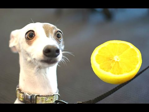 כלבים מצחיקים שטועמים לימון לראשונה