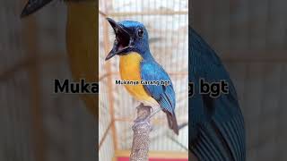 Download lagu Tledekan gunung gacor abis #shorts #shortvideo #tledekan mp3 Download lagu Tledekan gunung gacor abis #shorts #shortvideo #tledekan mp3