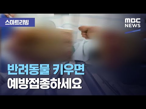 , title : '[스마트리빙] 반려동물 키우면 예방접종하세요 (2020.09.24/뉴스투데이/MBC)'
