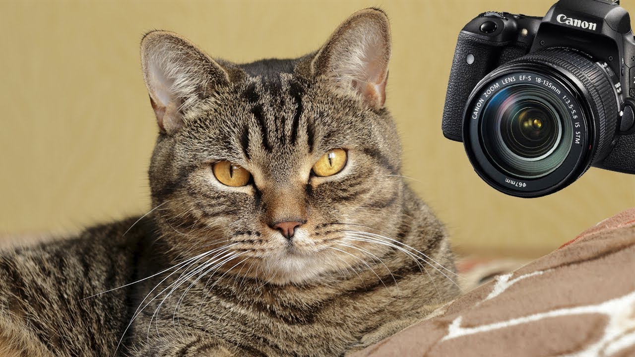 Зеркальный фотоаппарат Canon EOS 77D Kit 18-55 IS STM (архив)