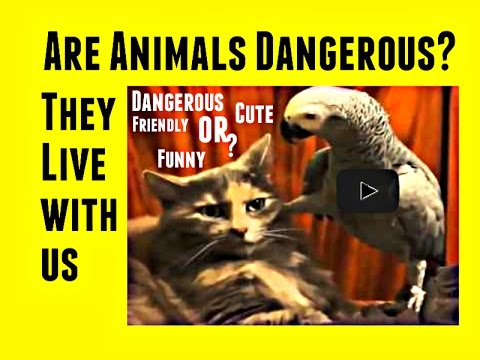 Are animals dangerous, friendly, cute or funny? Remember the funny dog, funny cats or cute kitten