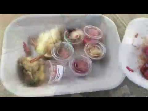 SETH TIGER STALKING ME!!