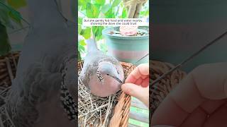 This girl found a wild turtle dove nesting on her windowsill and then...