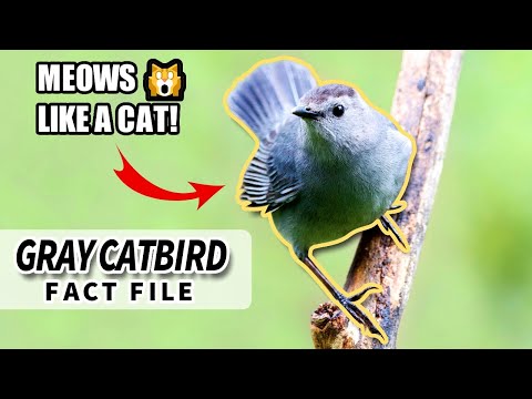 YouTube video about: What sound does a cat bird make?
