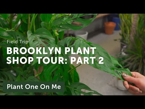 Brooklyn Plant Shop Tour: Chelsea Garden Center (2/6) — Ep. 219