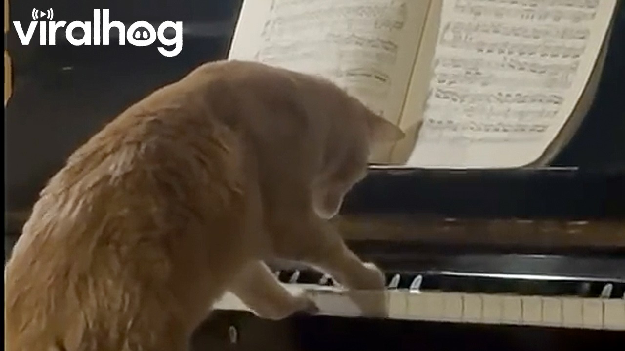 Close enough, Welcome Back Beethoven || ViralHog